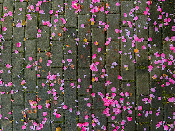 Scattered Pink Flower Petals on Gray Brick Pavement Texture