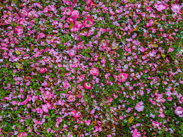 Scattered Pink Flower Petals on Gray Brick Pavement Texture