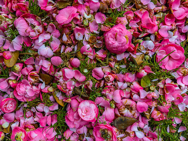 Fallen Camellia Flowers and Petals Scattered on Green Grass