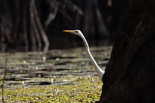 Caddo Lake frequented by  beautiful Great Egrets