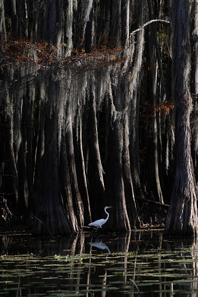 istock Tree trunks of Bald Cypress and Great Egret 2252101656