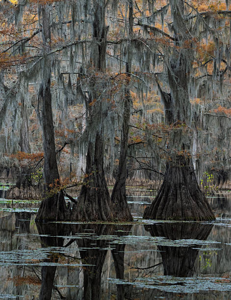 Cypresses Tree on the  St Johns River