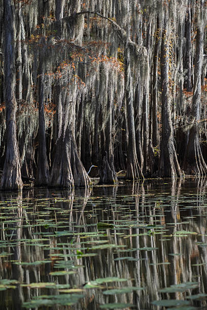 istock Bald Cypress and Spanish Moss, Caddo Lake 2252101658