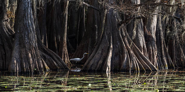 rainy gloomy day in the Sandhill Crane Access Park in Palm Beach, Florida