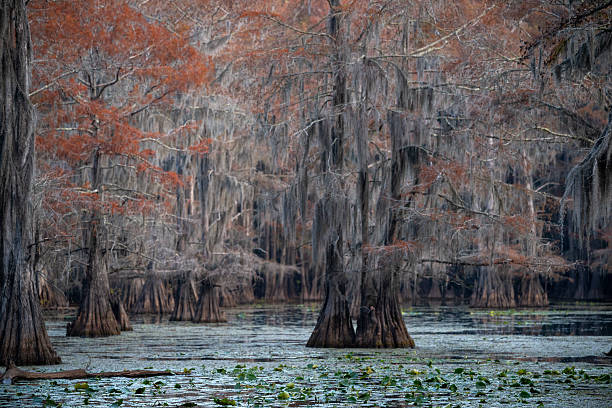 istock Autumn, Caddo Lake and  Bald Cypress tree forest 2252101661