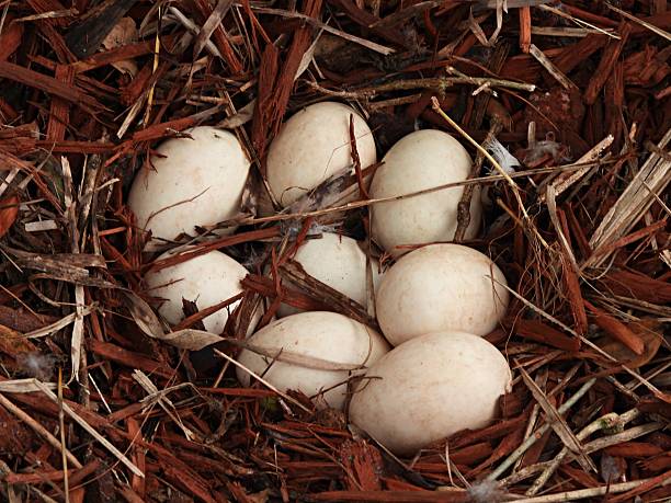 this wood duck nest was found in late winter with eggs that failed to hatch the prior spring