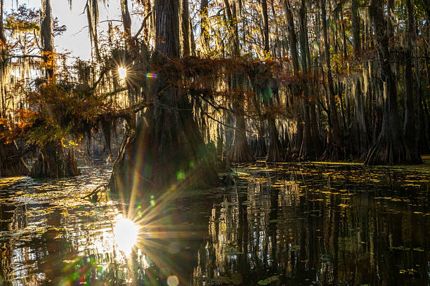 The Bald Cypress Trees at Caddo Lake can often be as old as 600 years old
