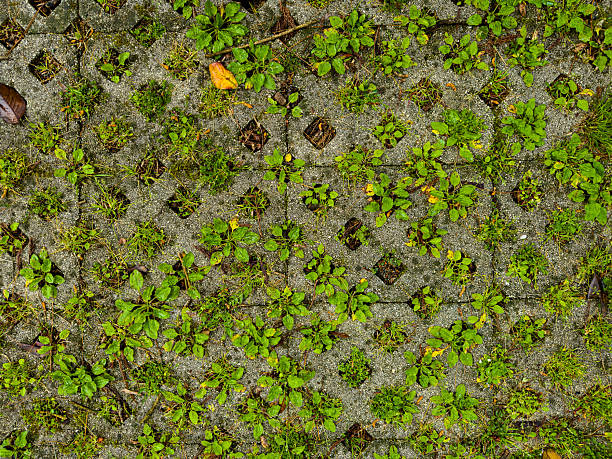 Green Grass And Weeds Growing Through Concrete Paver Grid