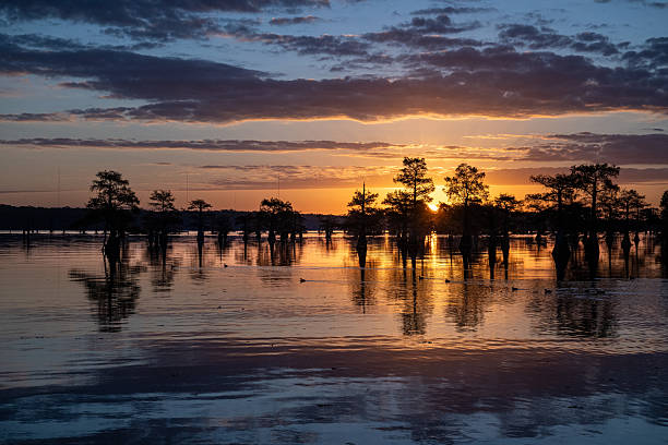 Bald cypress trees are silhouetted in morning light in Caddo Lake