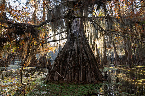 The Bald Cypress Trees in Caddo Lake can often be six hundred years old