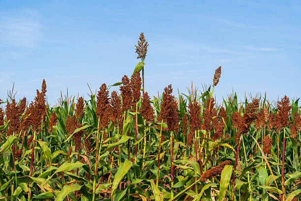 istock Sorghum is growing in the field. 2252101991