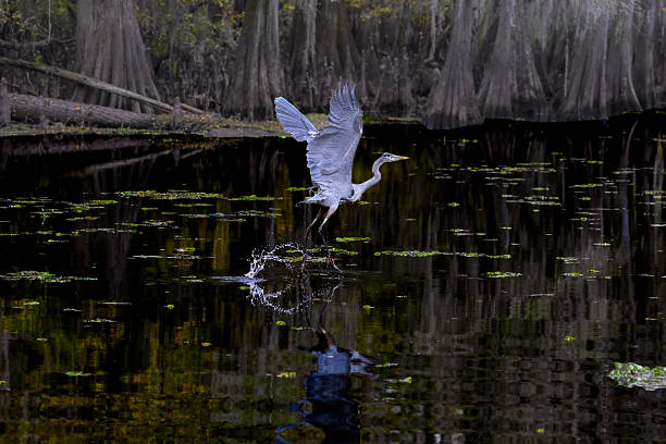 istock Great Egret just taking off at Caddo Lake 2252102112