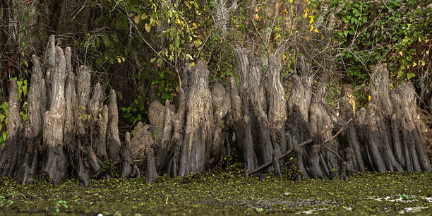 Bald Cypress knees are the woody, conical structures that grow at right angles to the ground around the base of some bald cypress trees.  They are outgrowths of the tree's shallow horizontal roots
