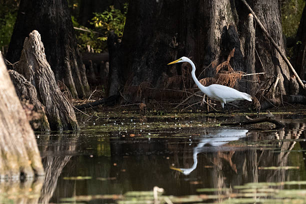 istock Great Egret reflected in waters of Caddo Lake 2252102731