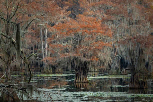 istock Autumn, Caddo Lake and  Bald Cypress tree forest 2252102810