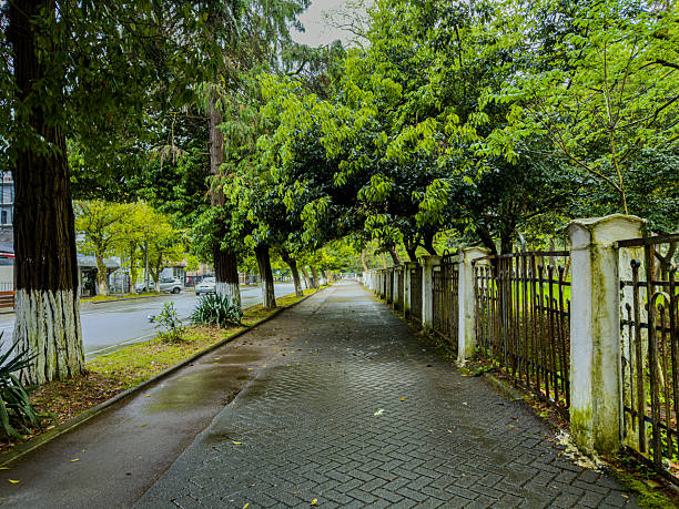 istock Wet Paved Walkway Lined by Green Trees and Mossy Fence 2252102818