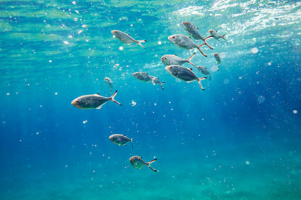 Underwater shot at Aegean sea in Greece, with small fish from the specie Pompano or Trachinotus ovatus swimming around