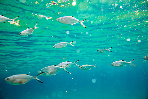 Underwater shot at Aegean sea in Greece, with small fish from the specie Pompano or Trachinotus ovatus swimming around