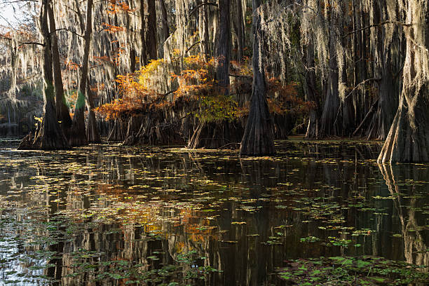 istock Autumn Bald Cypress trees in Caddo Lake 2252102994