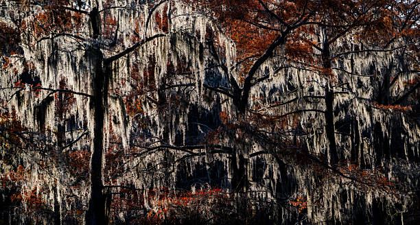 This is at Caddo Lake, Texas