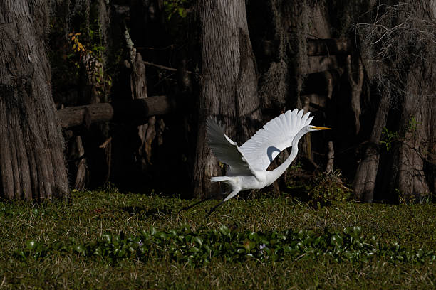 Caddo Lake is on the border of Texas and Louisiana.