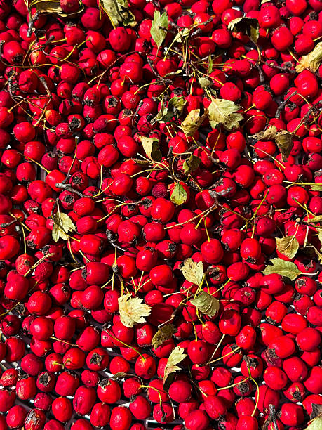 istock Hawthorn berries drying, preparing natural herbal medicine 2252104158