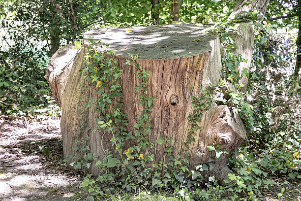 Sunlight shines on the surface of the Tree stump through the gaps between branches and leaves, A large tree stump of a tree's trunk after cut down, with some roots still in the ground with surrounded by small plants. use it as your Wallpaper, Poster and Copy space, Selective focus.