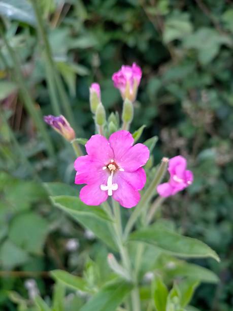 istock wild flowers found in the countryside 2252104746