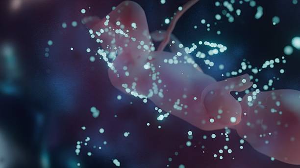 istock A fetus during early pregnancy (8–10 weeks of gestation)Dark aurora background and bubbles-1 2252105197