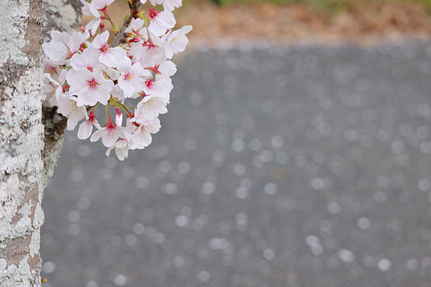 cherry blossom sakura flower in springtime on asphalt road