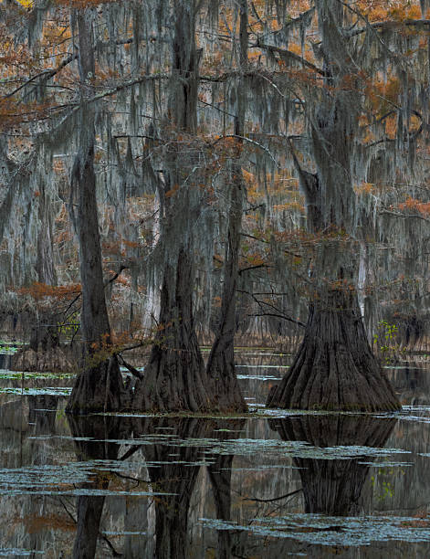 istock Autumn Colors Cypress Trees at Caddo Lake 2252107003