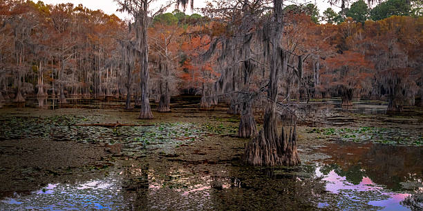 istock Autumn Colors Cypress Trees at Caddo Lake 2252107032
