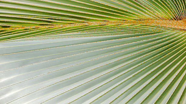 istock Close-up of Large Fan Palm Leaf Texture, Tropical Foliage 2252108552