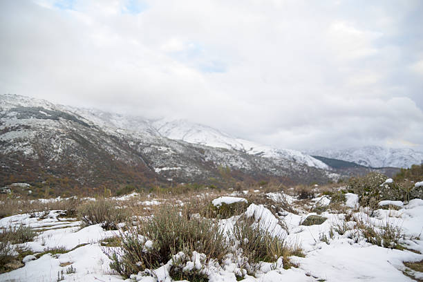 Snow covered mountain scrubland with rocks bushes and distant hills under cloudy sky showing cold winter scenery and untouched natural environment