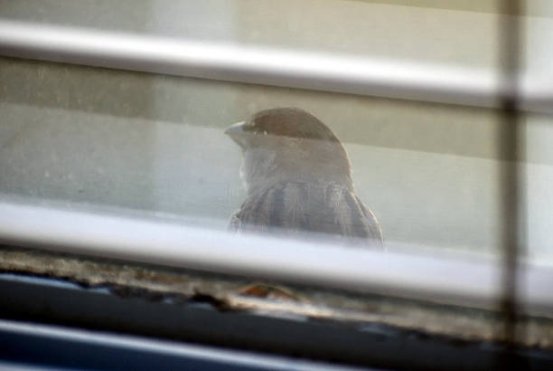 istock A Songbird Outside the Window 2252108875