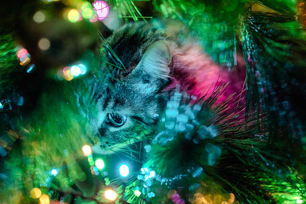 istock Curious cat playing hide and seek in colorful christmas tree 2252110820