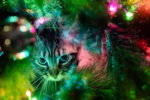 istock Curious tabby cat hiding in illuminated christmas tree 2252110826