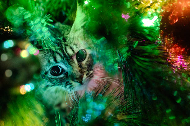 Kitten with wide eyes peeking from green christmas tree branches, surrounded by colorful bokeh lights, capturing the playful and mischievous spirit of the holiday season
