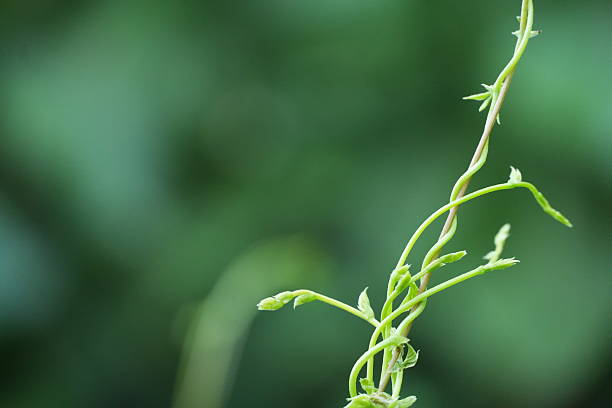 Serene green plant stem with delicate buds against soft blurred natural background, evoking calmness and freshness