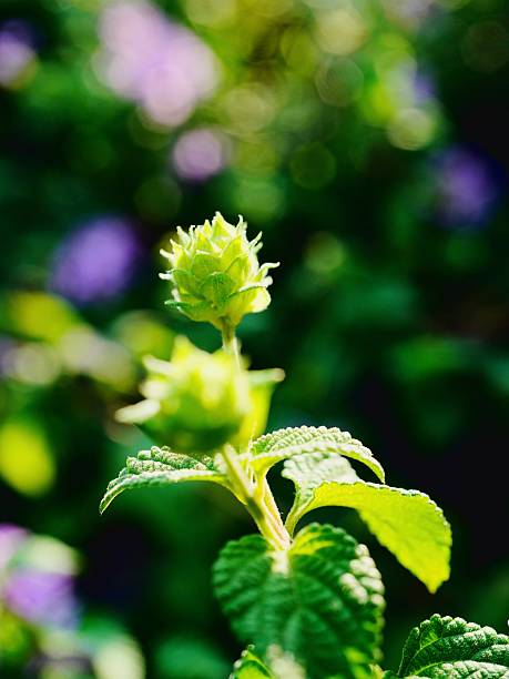 A close up of a green bud with blurry green and purple background