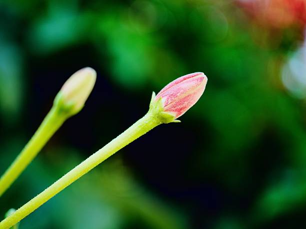 istock A close up of a flower bud on a stem 2252122408