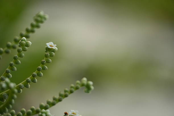 Delicate white flowers blooming among green buds on a soft, blurred green background