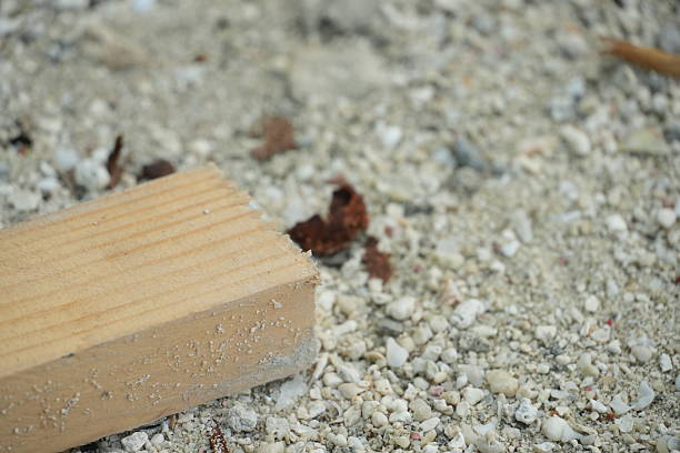 starfish on sand