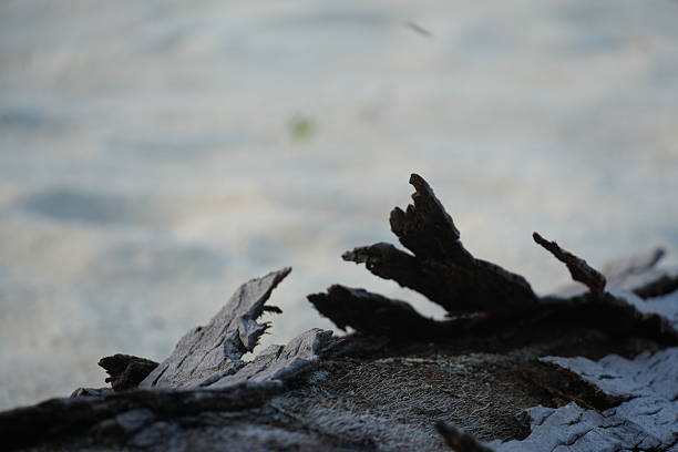Serene winter beach scene with driftwood on snowy shore and ocean waves