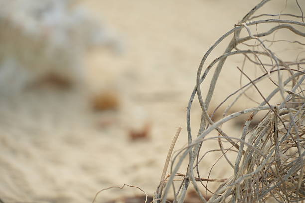 Serene beach scene with dried twigs on sandy shore, soft focus background