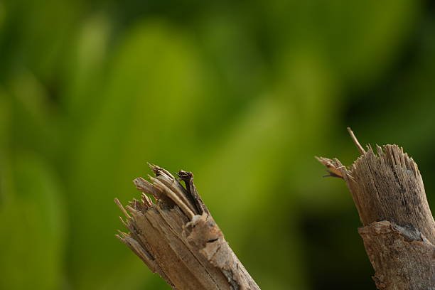 Small bird resting on broken branch against blurred green foliage background, perfect for nature and wildlife themes