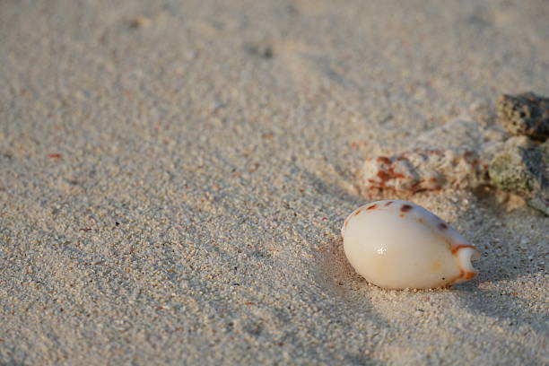 istock White seashell with brown spots on sandy beach 2252124118