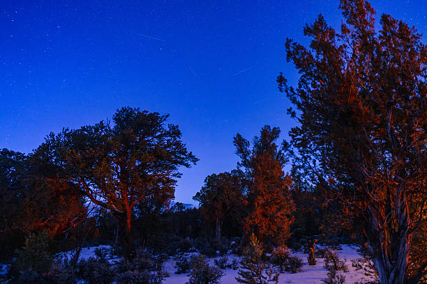 Stars in twilight sky against silhouetted juniper tree. Crisp stars in clear sky in the Flat Tops Mountains, Colorado USA.