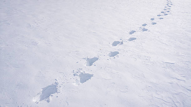 istock Footprints on snowy trail. Walking forward in snow. Snowy footpath in winter. Footsteps on frozen surface. Winter walk in snowy field. Trail of footprints in snow. 2252126896