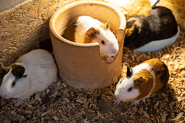 istock Several guinea pigs are in the nest. 2252130654
